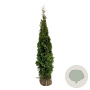 Thuja occ. 'Smaragd' 200-225 cm met kluit