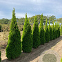 Thuja occ. 'Smaragd' 275-300 cm draadkluit