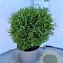 Thuja occ. 'Tiny Tim' 30-40 cm 5,0L