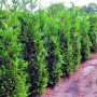 Thuja plicata 'Martin' 100-125 cm met kluit 30-40 haagplant