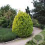 Thuja pl. '4ever' 40-50 cm 3,0L