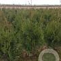 Thuja pl. 'Martin' 100-120 cm met kluit