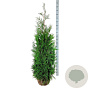 Thuja pl. 'Martin' 160-180 cm met kluit extra