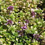 Thymus citriodorus 'Donne Valley' GM P9 BIO