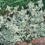 Thymus citriodorus 'Silver Queen' GM P9