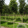 Tilia platyphyllos 'Delft' 18-20 HO draadkluit