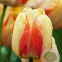Tulipa 'Beauty Of Spring' 11-12 cm verpakt per 100