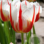 Tulipa 'Carnaval De Rio' 11-12 cm verpakt per 100