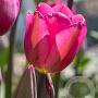 Tulipa 'Don Quichotte' 11-12 cm verpakt per 100