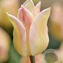 Tulipa 'Elegant Lady' 11-12 cm verpakt per 100