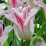 Tulipa 'Holland Chic' 11-12 cm verpakt per 100