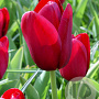 Tulipa 'National Velvet' 11-12 cm verpakt per 100