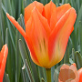Tulipa 'Orange Emperor' 11-12 cm verpakt per 100