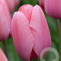 Tulipa 'Pink Impression' 11-12 cm verpakt per 100