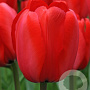 Tulipa 'Red Impression' 11-12 cm verpakt per 100