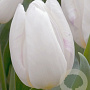 Tulipa 'White Prince' 11-12 cm verpakt per 100