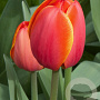 Tulipa Ad Rem 12 cm verpakt per 100