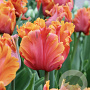 Tulipa Amazing Parrot 12 cm verpakt per 100