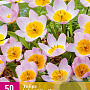 Tulipa bakeri 'Lilac Wonder' 5 cm verpakt per 100