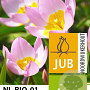 Tulipa bakeri 'Lilac Wonder' verpakt per 100