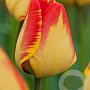 Tulipa Banja Luka 11-12 cm verpakt per 100