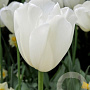 Tulipa Clearwater 11-12 cm verpakt per 100