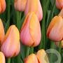 Tulipa Dordogne 11-12 cm verpakt per 100