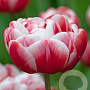 Tulipa Drumline 11-12 cm verpakt per 100