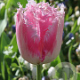 Tulipa Fancy Frills 12 cm verpakt per 100