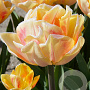 Tulipa Foxy Foxtrot 11-12 cm verpakt per 100