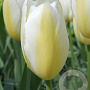 Tulipa Francoise 11-12 cm verpakt per 100