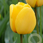 Tulipa Golden Oxford 12 cm verpakt per 100
