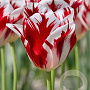 Tulipa Grand Perfection 11-12 cm verpakt per 100