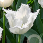 Tulipa Honeymoon 11-12 cm verpakt per 100