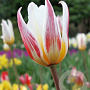 Tulipa Ice Stick 11-12 cm verpakt per 100