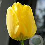 Tulipa Jan van Nes 11-12 cm verpakt per 100