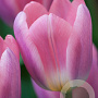 Tulipa Light and Dreamy 11-12 cm verpakt per 100