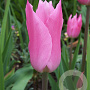 Tulipa Mariette 11-12 cm verpakt per 100