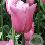 Tulipa Mistress 11-12 cm verpakt per 100