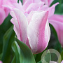 Tulipa Mistress Mystic 11-12 cm verpakt per 100