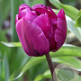 Tulipa Negrita Double 11-12 cm verpakt per 100
