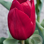 Tulipa Pallada 12 cm verpakt per 100