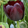 Tulipa Paul Scherer 11-12 cm verpakt per 100