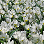 Tulipa polychroma verpakt per 100