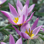 Tulipa pulchella humilis verpakt per 100