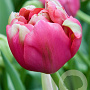 Tulipa Renown Unique 12 cm verpakt per 100
