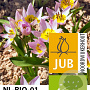 Tulipa saxatilis verpakt per 100