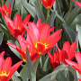 Tulipa Scarlet Baby 11-12 cm verpakt per 100