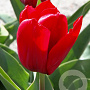 Tulipa Seadov 11-12 cm verpakt per 100