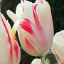 Tulipa Sorbet 11-12 cm verpakt per 100